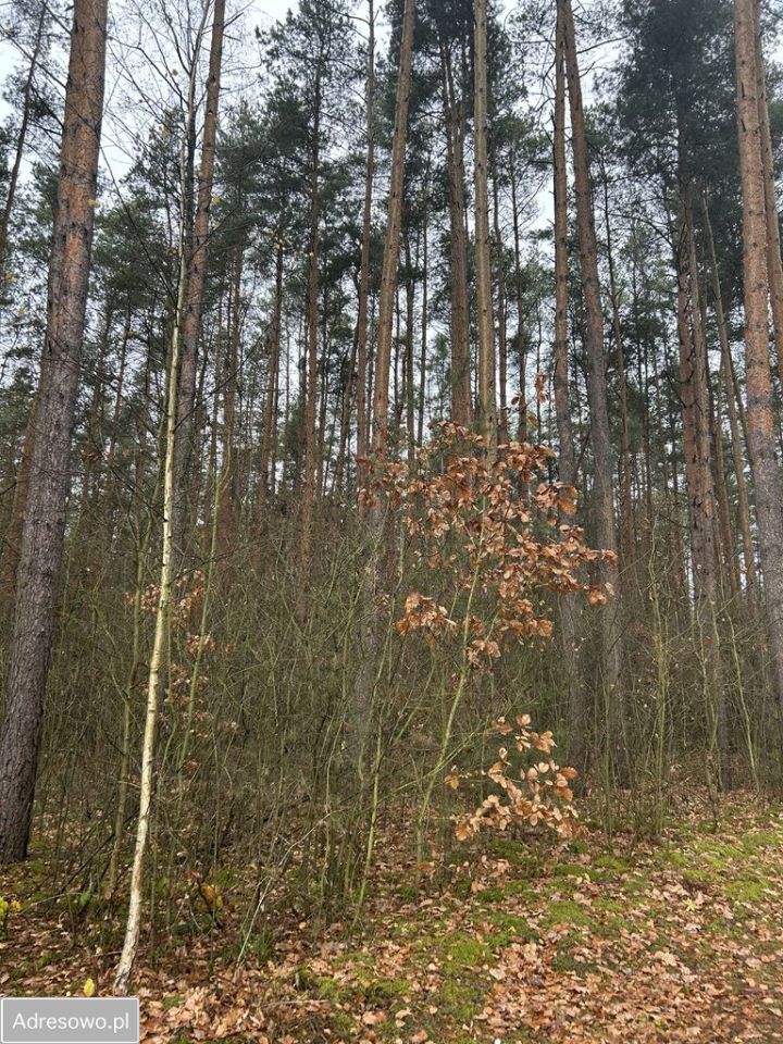 Działka leśna Adamów-Wieś, ul. Kaliny. Zdjęcie 13