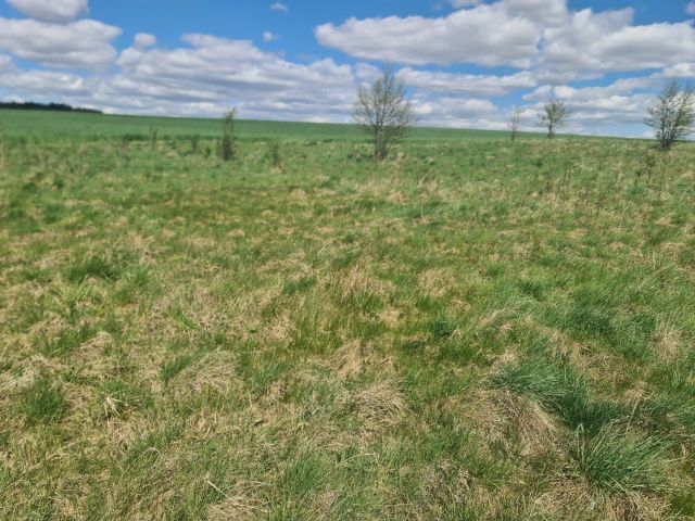 Działka rolna Barany. Zdjęcie 1