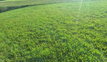 Działka budowlana Korzenna