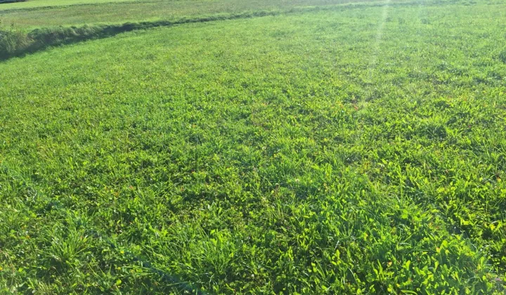 Działka budowlana Korzenna