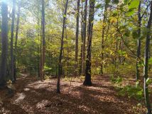 Działka leśna Cichawka. Zdjęcie 2