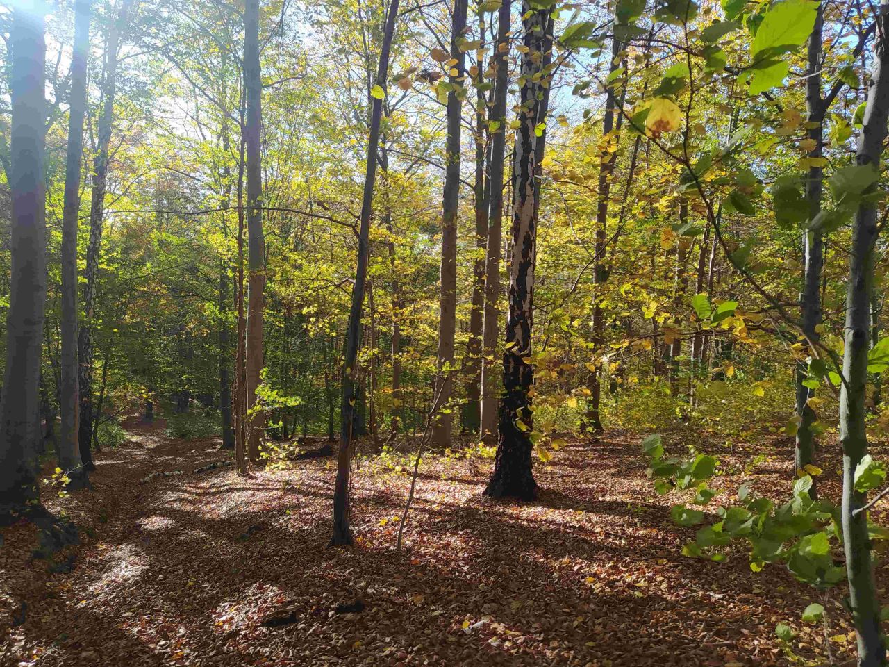 Działka leśna Cichawka. Zdjęcie 3