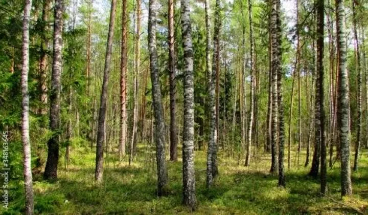 Działka leśna Jasienówka