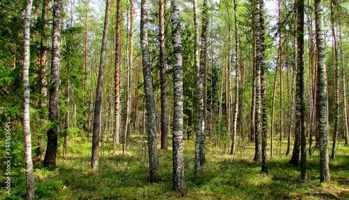 Działka leśna Jasienówka