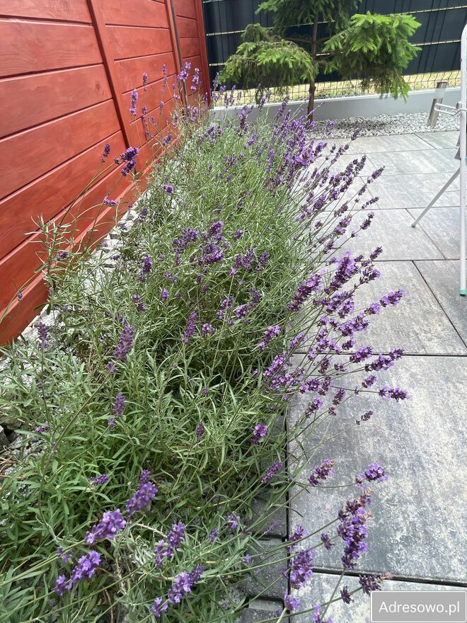 Mieszkanie 3-pokojowe Skarżysko-Kamienna, ul. Rejowska. Zdjęcie 13