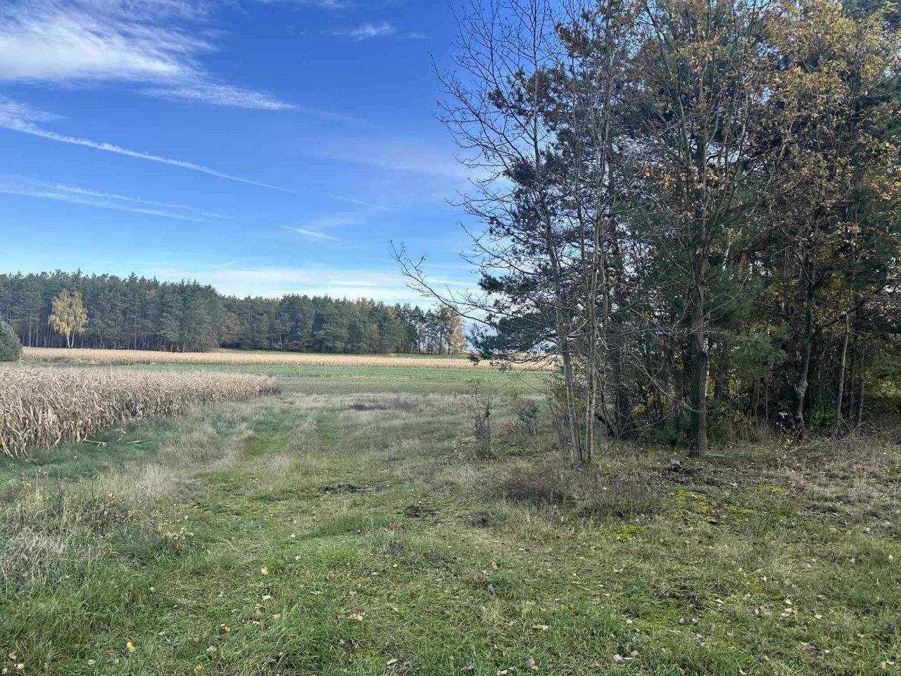 Działka budowlana Pałczew. Zdjęcie 3