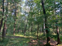 Działka leśna Pogórska Wola. Zdjęcie 2