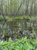 Działka budowlana Pogobie Średnie. Zdjęcie 3