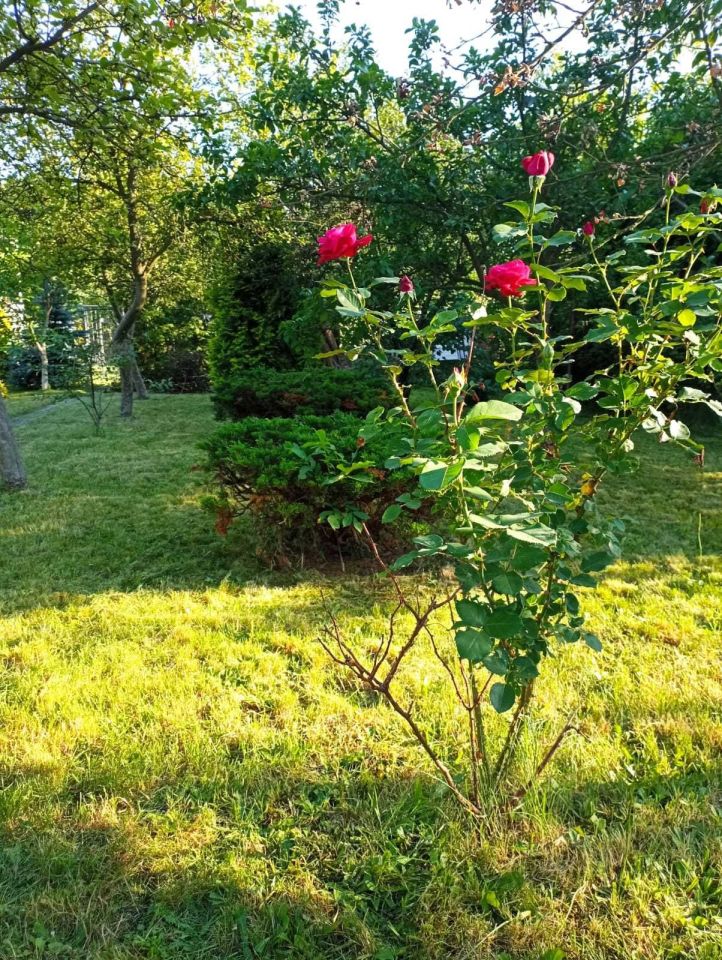 Działka rod Gliwice Ligota Zabrska. Zdjęcie 4