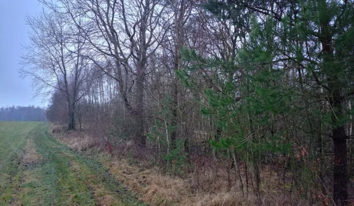 Działka rolna Mściszewice Bębny