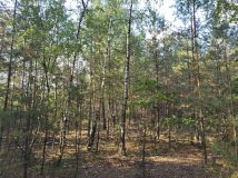 Działka leśna Mroczki-Rębiszewo. Zdjęcie 2