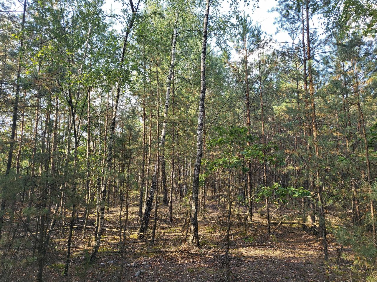 Działka leśna Mroczki-Rębiszewo. Zdjęcie 3