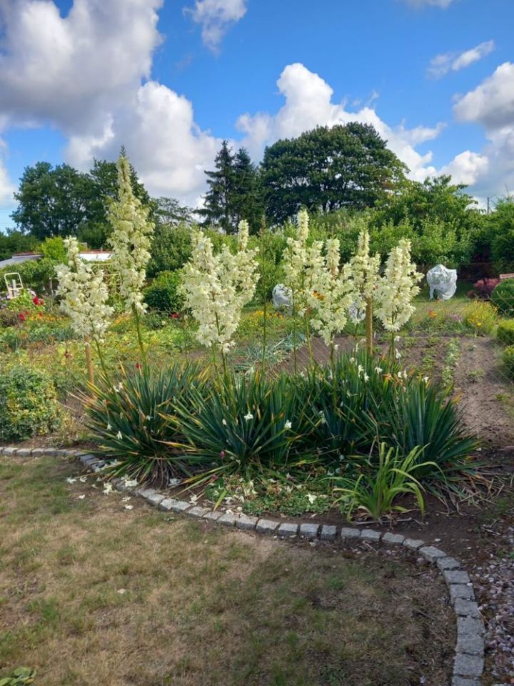 Działka rod Kamień Pomorski. Zdjęcie 7