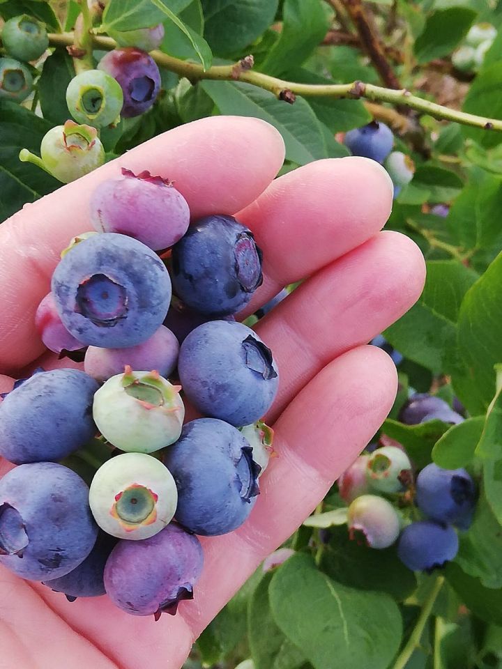 Działka rolno-budowlana Sierzchowy. Zdjęcie 17