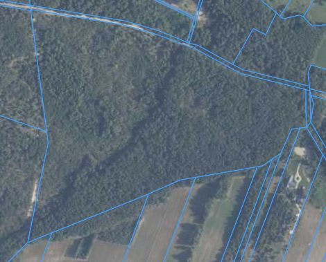 Działka leśna Kąty-Wielgi. Zdjęcie 2