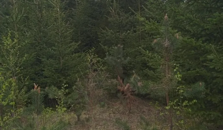 Działka leśna Siemiatycze