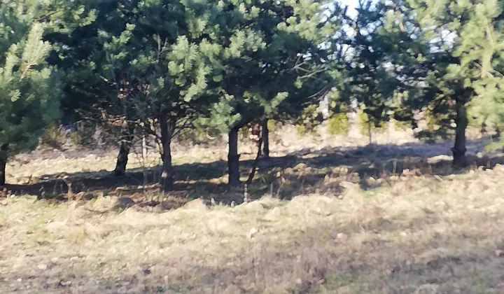 Działka budowlana Klwatka Królewska