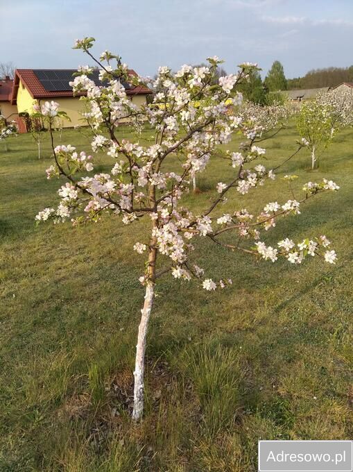 dom wolnostojący, 3 pokoje Stara Wieś. Zdjęcie 8