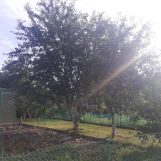 Działka rod Grzybiany, ul. Legnicka. Zdjęcie 3