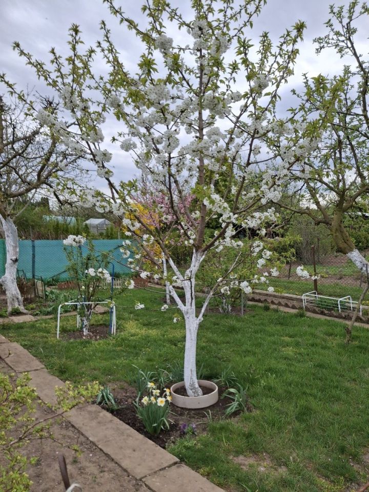 Działka rod Słupsk. Zdjęcie 7