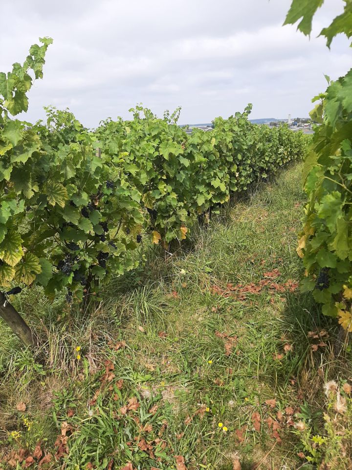 dom wolnostojący, 3 pokoje Bukowska Wola. Zdjęcie 30