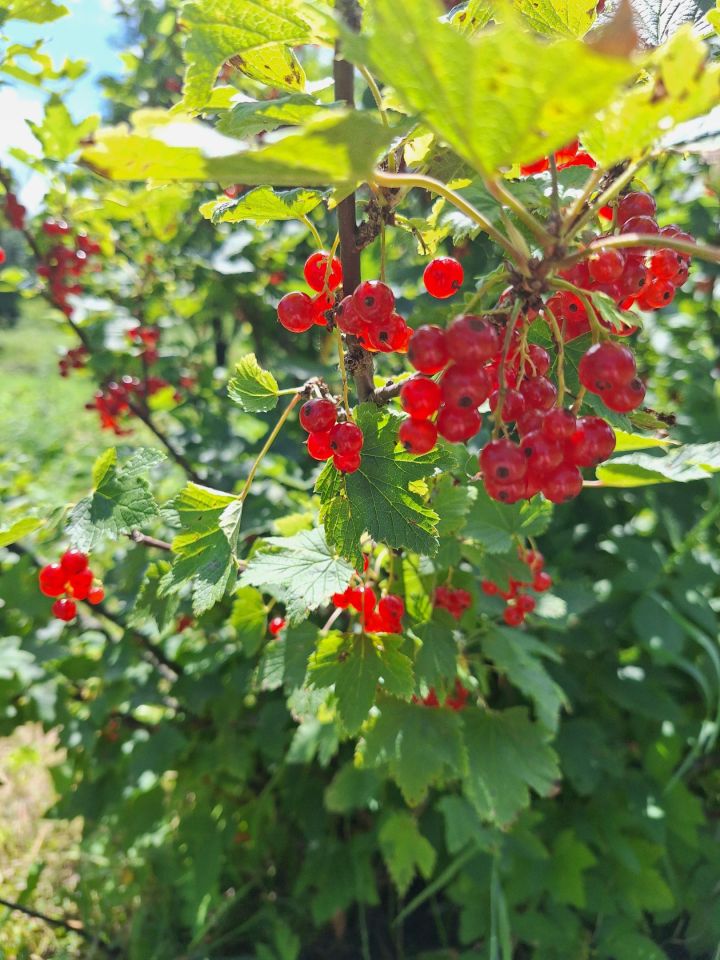 Działka rolno-budowlana Potoczek. Zdjęcie 14