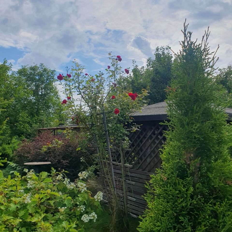 Działka rod Ciechanów. Zdjęcie 6