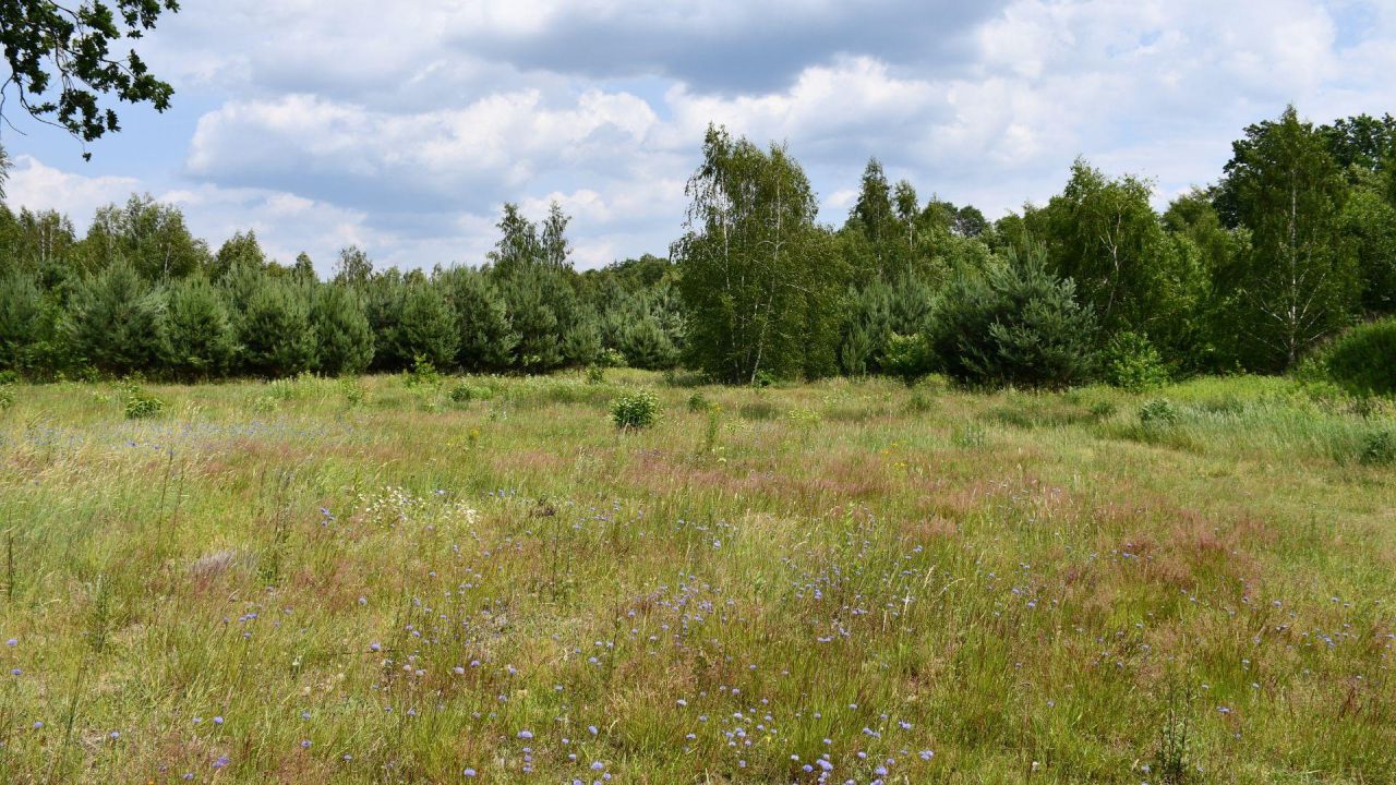 Działka inwestycyjna Szczaki, ul. Łanowa. Zdjęcie 6