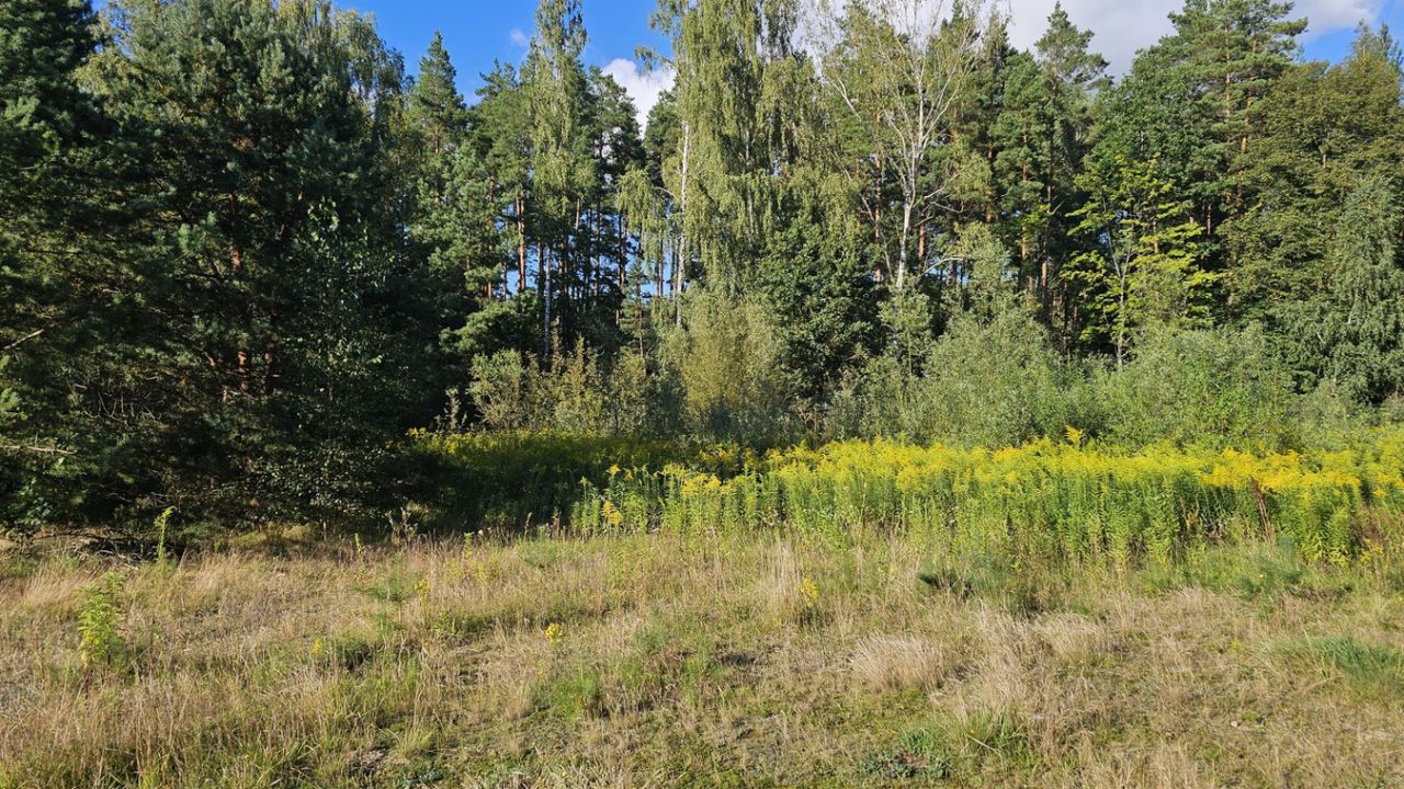 Działka budowlana Dorotowo. Zdjęcie 2