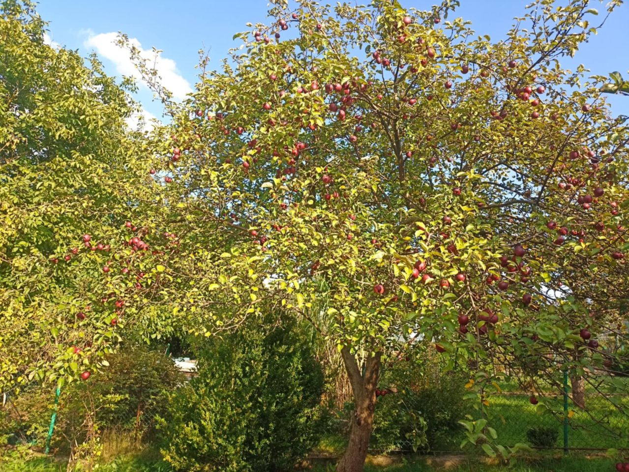 Działka rod Gdańsk Matarnia, ul. mjr. Mieczysława Słabego. Zdjęcie 12