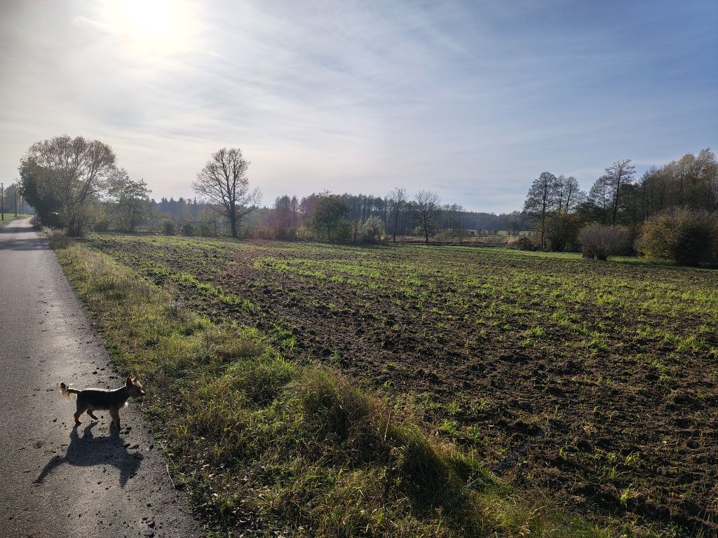 Działka rolna Zaryń. Zdjęcie 8
