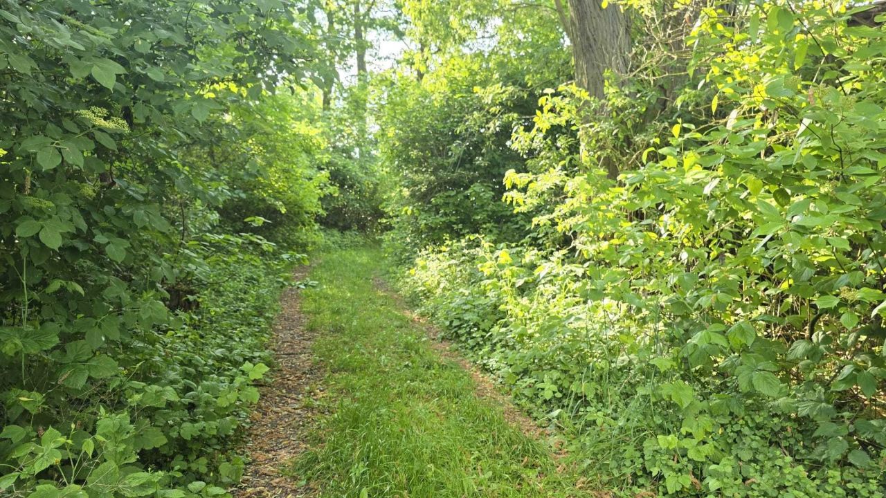 Działka Marwice. Zdjęcie 6