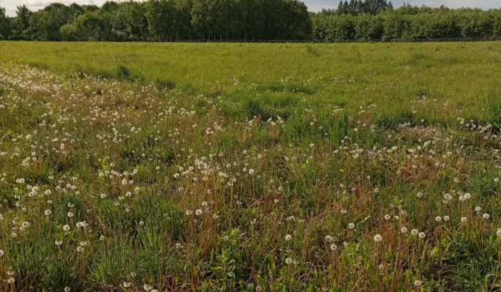 Działka budowlana Dąbrowa Tomaszowska