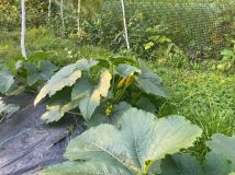 Działka rod Zielonka. Zdjęcie 4