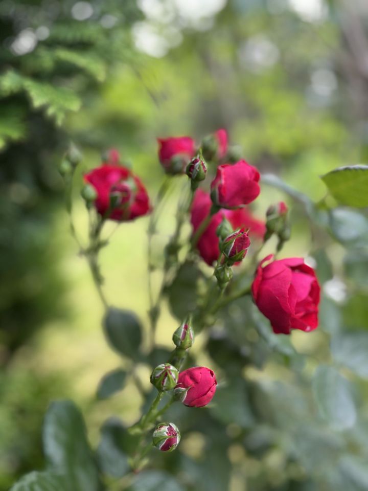 Działka rod Gdańsk. Zdjęcie 31