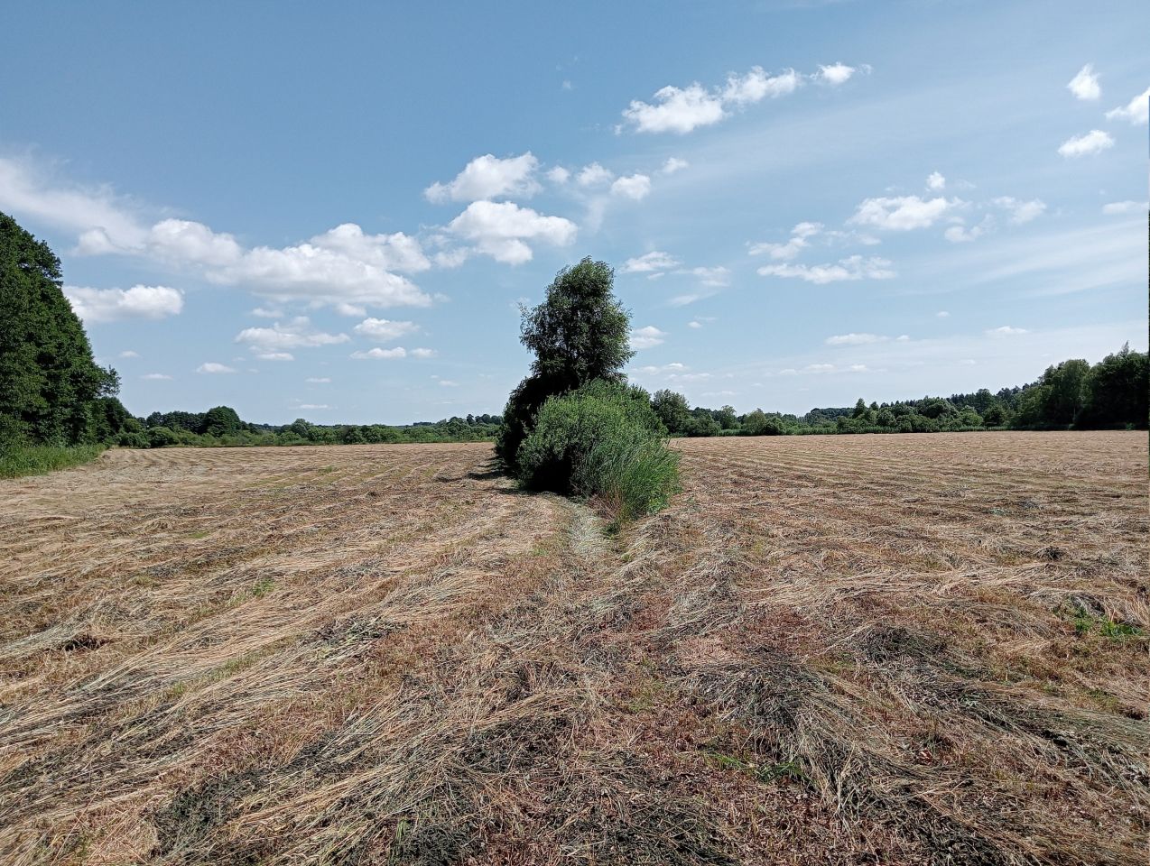 Działka rolna Drzeń. Zdjęcie 4
