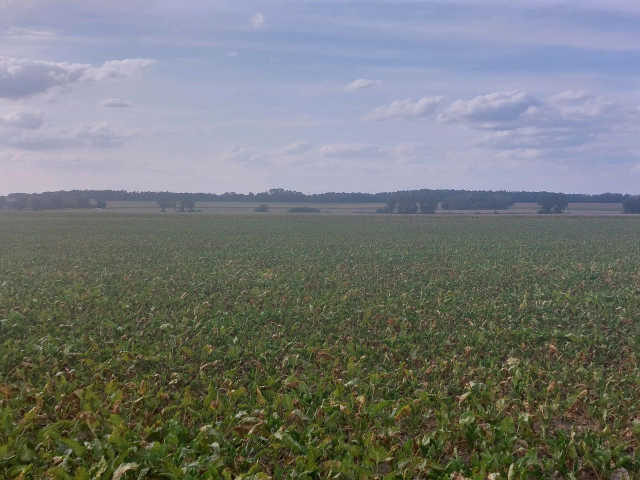 Działka budowlana Gortatowo Gortatowo-Huby, ul. Daleka. Zdjęcie 6