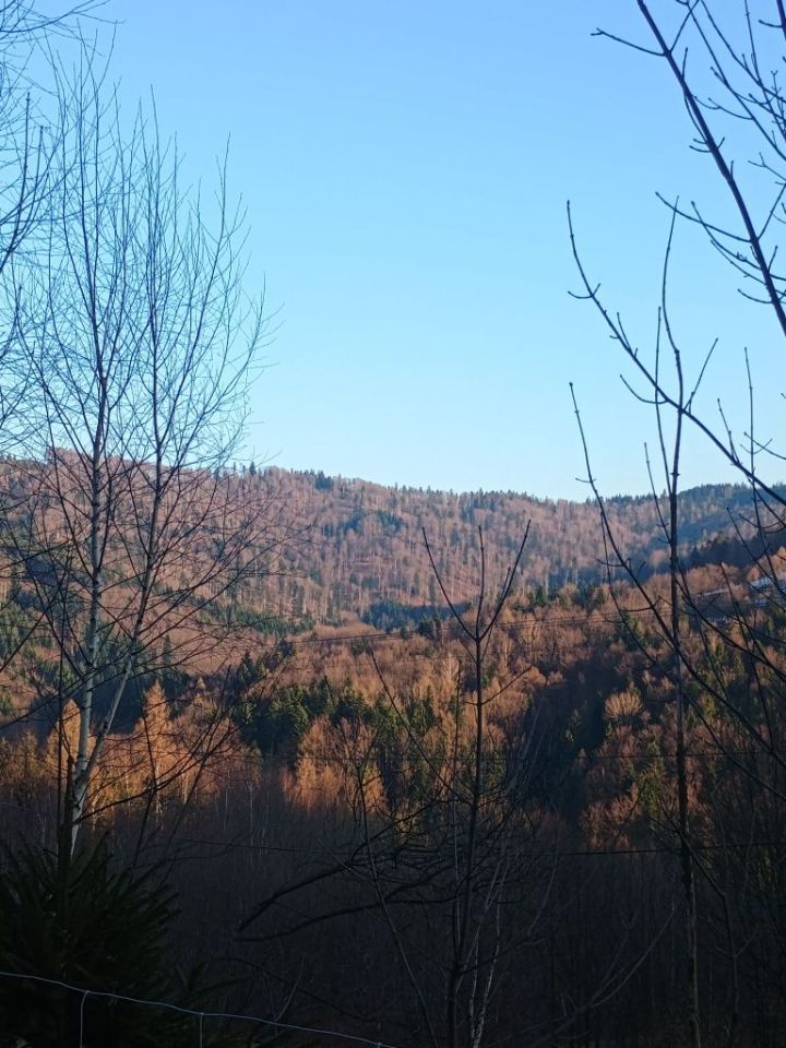 Działka leśna Rzyki Czarny Groń, os. Potrójna. Zdjęcie 6