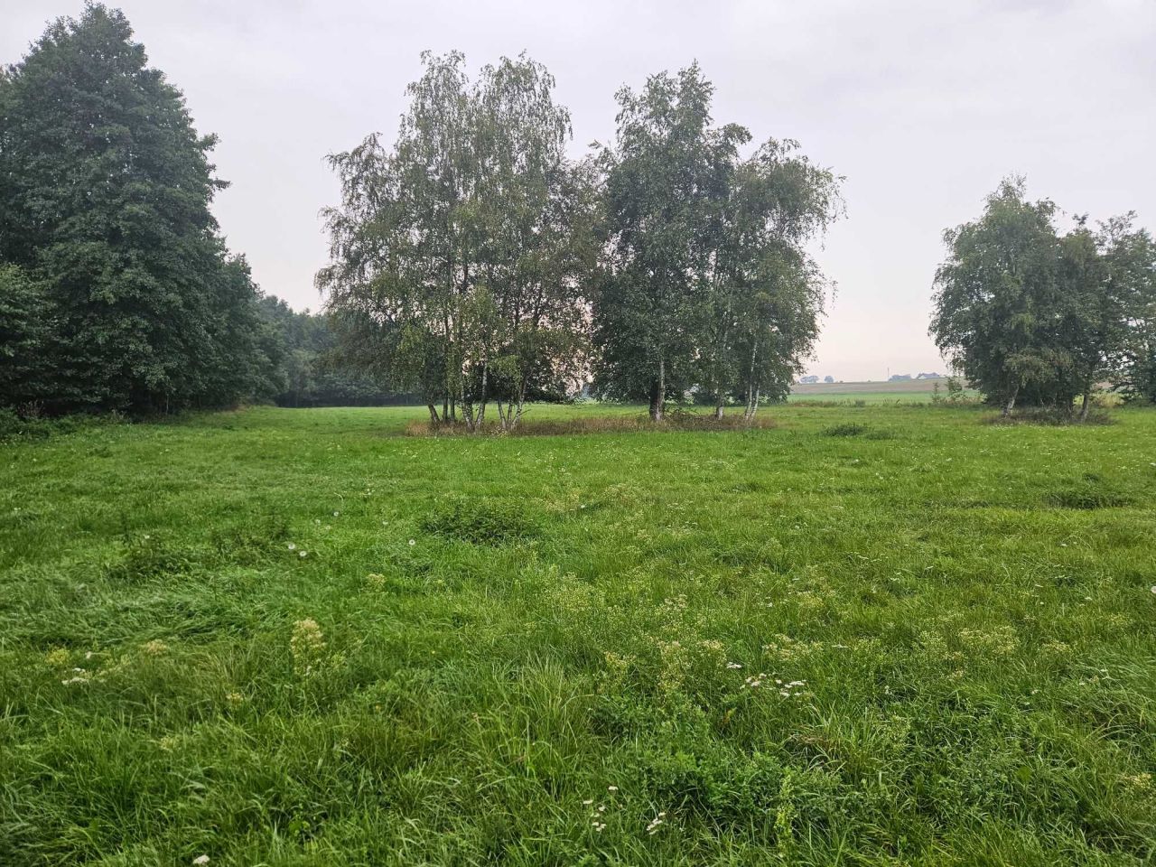 Działka leśna Karniszewo. Zdjęcie 6