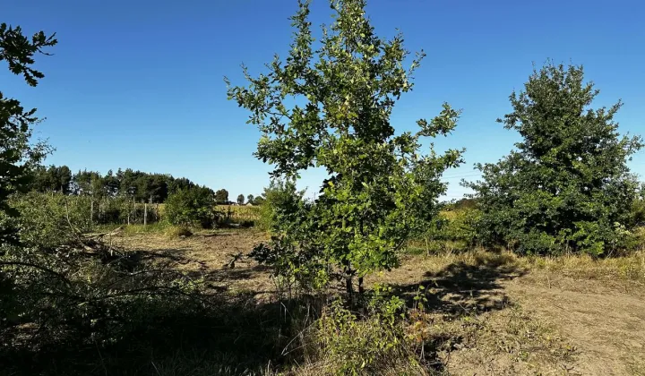 Działka budowlana Sójki