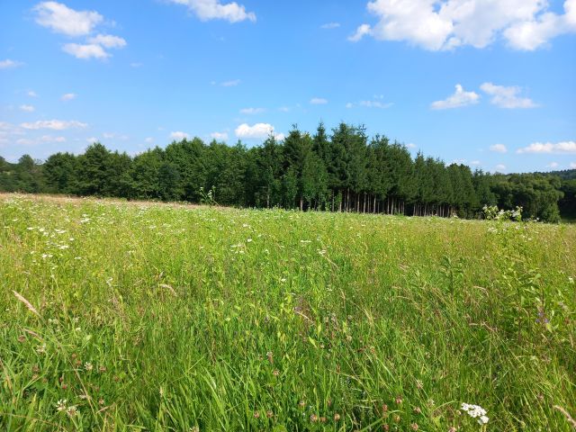 Działka rolno-budowlana Orzechówka. Zdjęcie 1