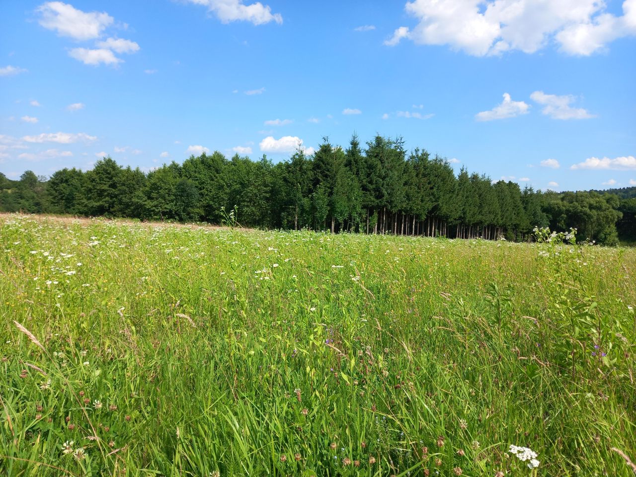 Działka rolno-budowlana Orzechówka