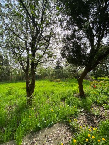 Działka rod Warszawa Praga-Południe. Zdjęcie 1