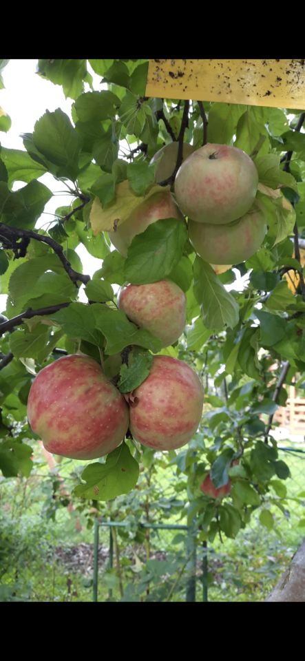 Działka rod Olsztyn Pieczewo, ul. Wisławy Szymborskiej. Zdjęcie 17