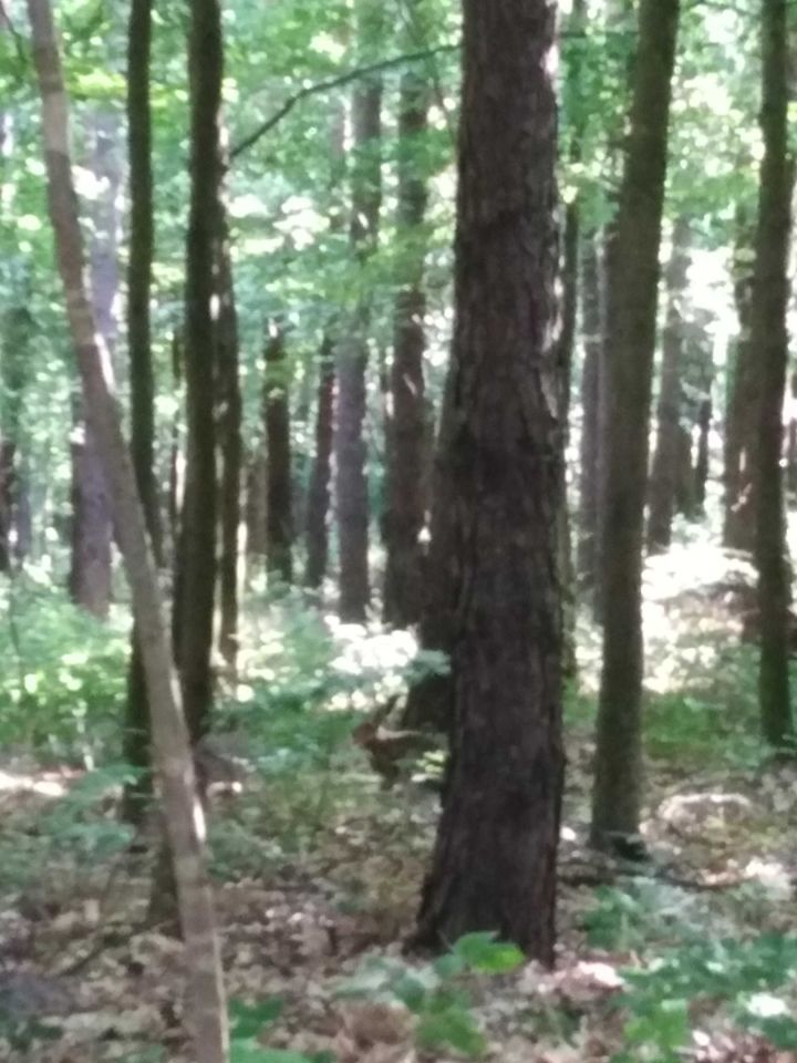 Działka leśna Brzeźno Wielkie. Zdjęcie 2