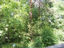 Działka leśna Horyniec-Zdrój. Zdjęcie 3