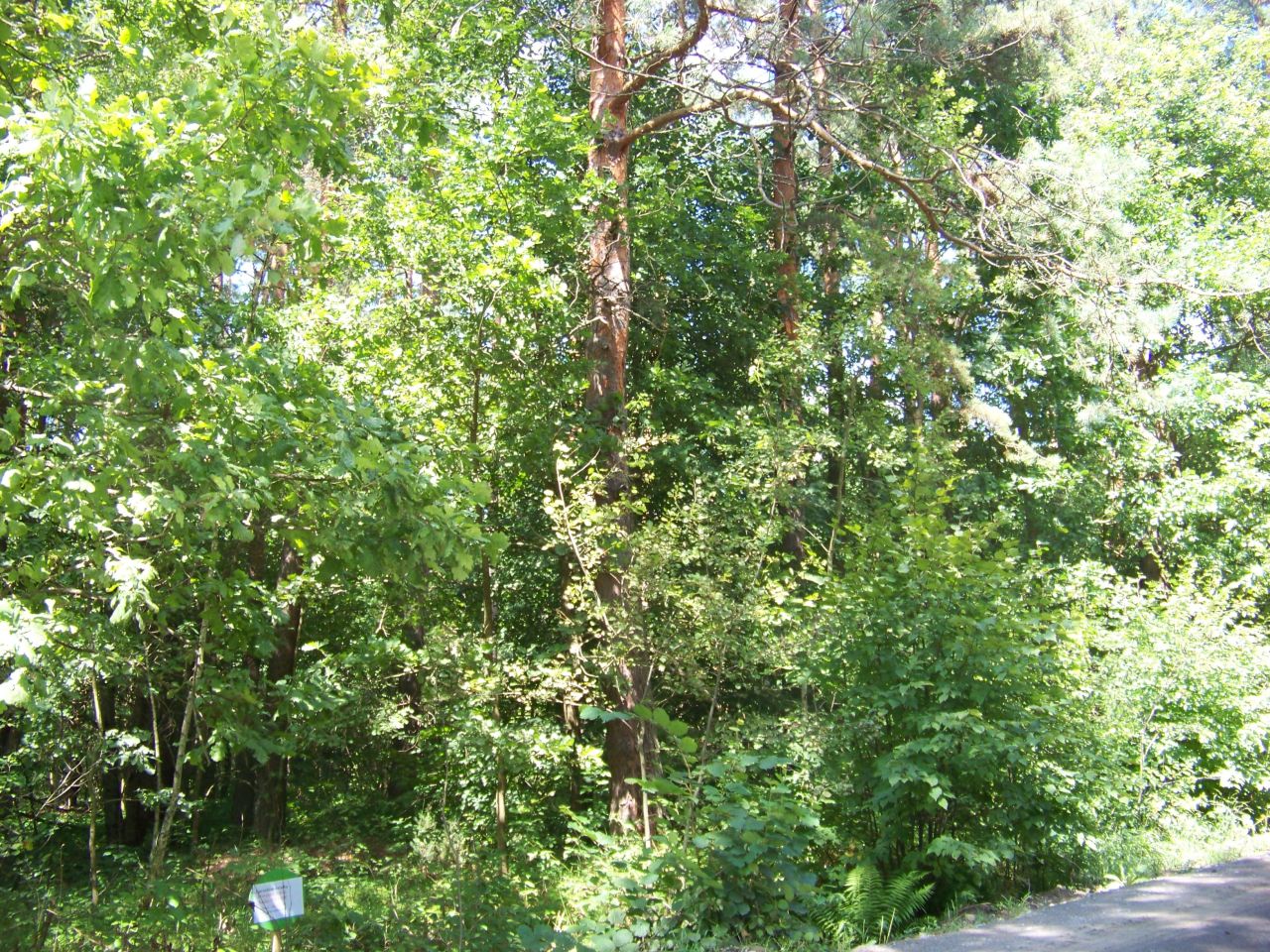 Działka leśna Horyniec-Zdrój. Zdjęcie 4