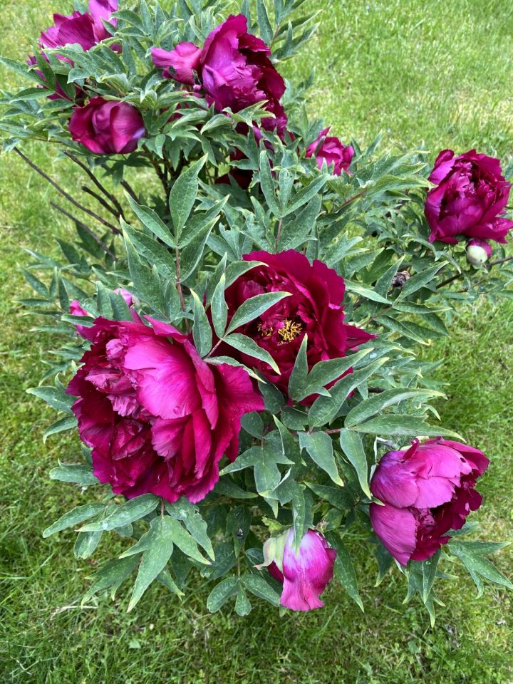 dom wolnostojący, 6 pokoi Przemyśl, ul. Marcina Bielskiego. Zdjęcie 10