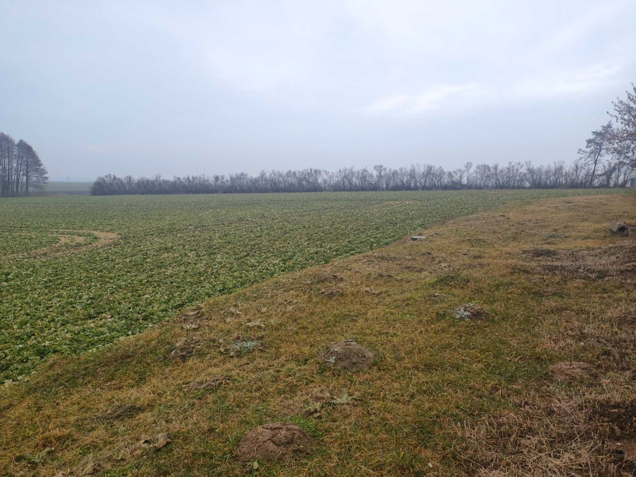 Działka rolna Cieśle Małe. Zdjęcie 2