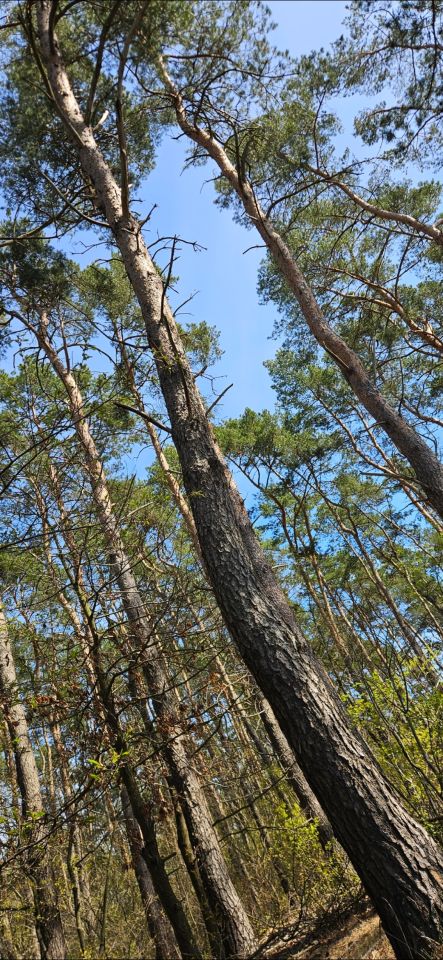 Działka budowlana Probostwo Dolne. Zdjęcie 6